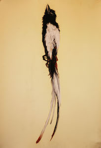 African Paradise Flycatcher