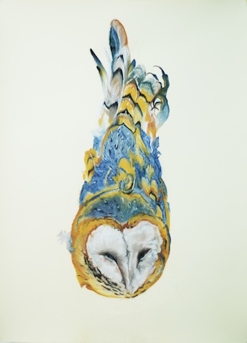 Barn Owl