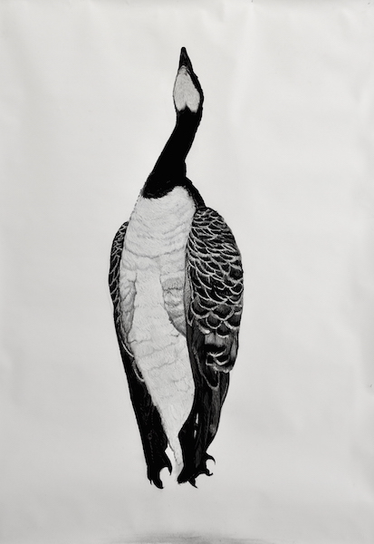 Barnacle Goose