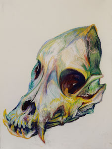 Bulldog skull