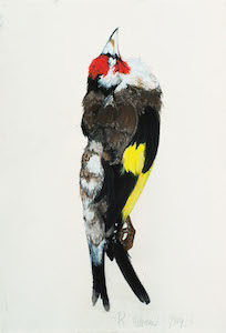 Carduelis Fabritius