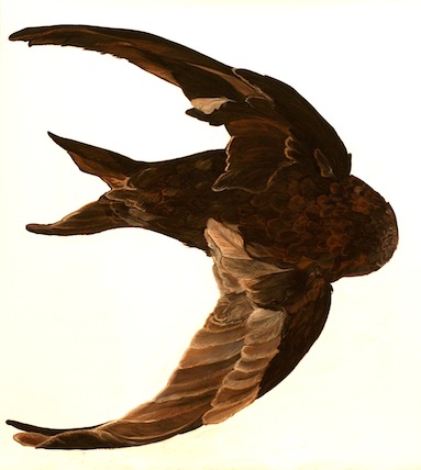 Common Swift