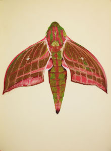 Elephant Hawk Moth