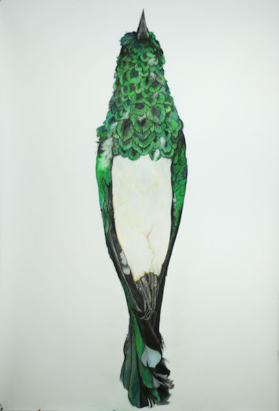 African Emerald Cuckoo