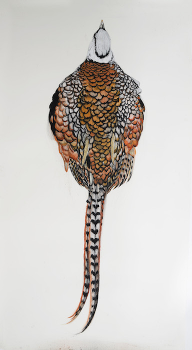 Fly tie pheasant (Reeve's)