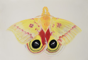 Garden tiger moth