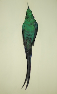 Malachite Sunbird