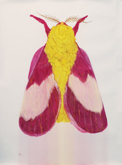 Rosy Maple Moth