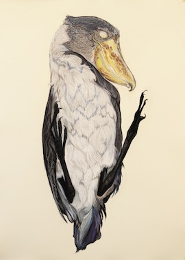 Shoebill