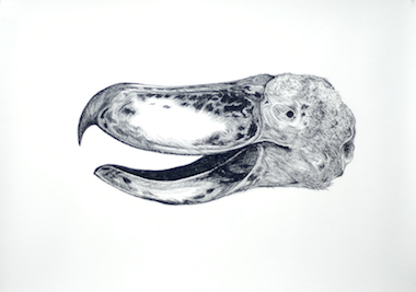 Shoebill skull