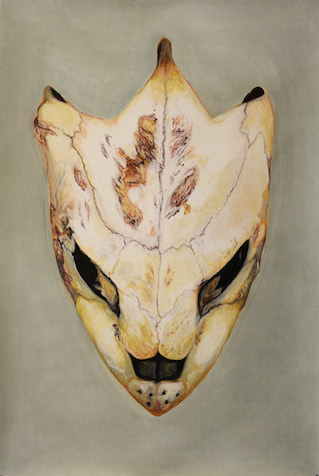 Turtle Skull